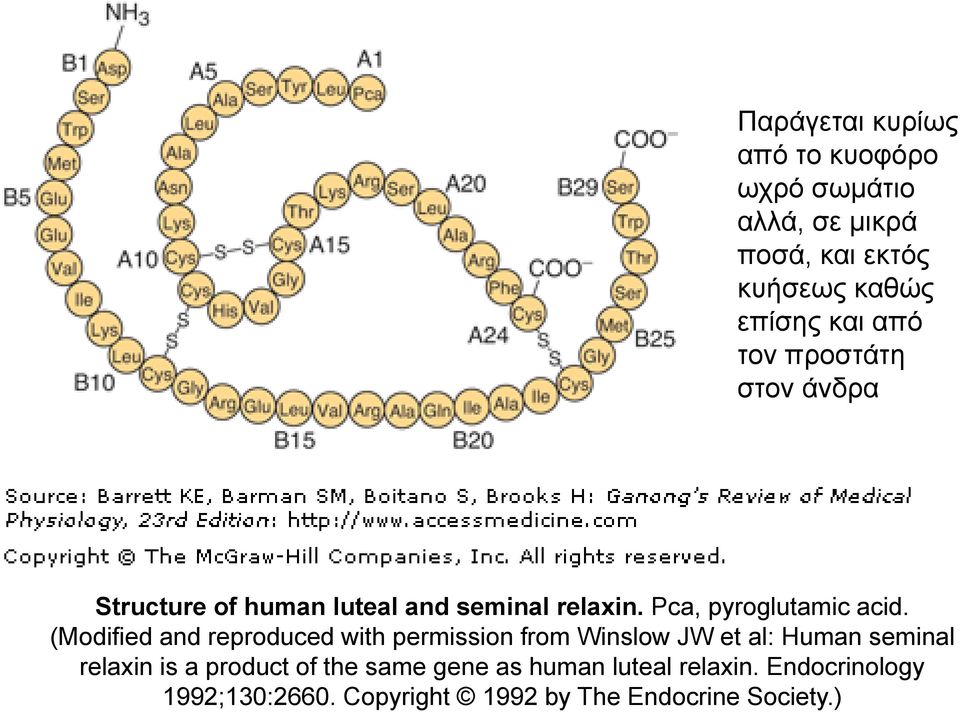 (Modified and reproduced with permission from Winslow JW et al: Human seminal relaxin is a product of