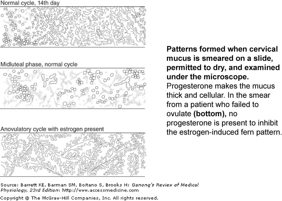 Progesterone makes the mucus thick and cellular.