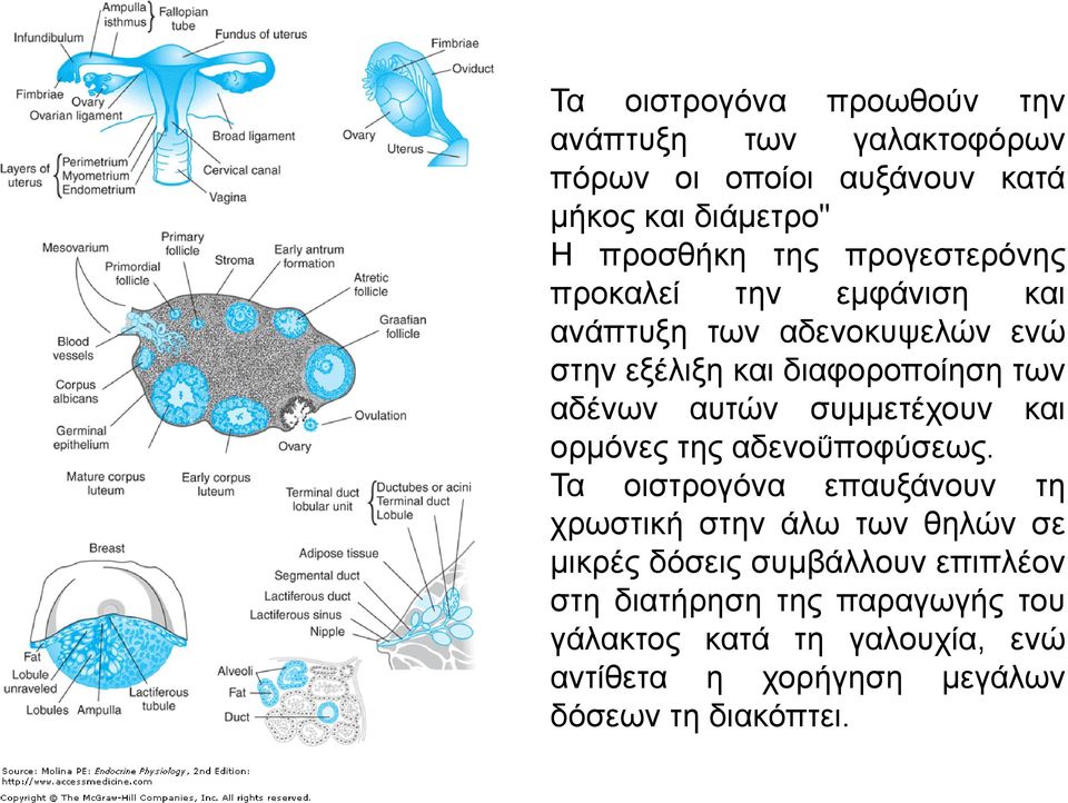 συμμετέχουν και ορμόνες της αδενοΰποφύσεως.