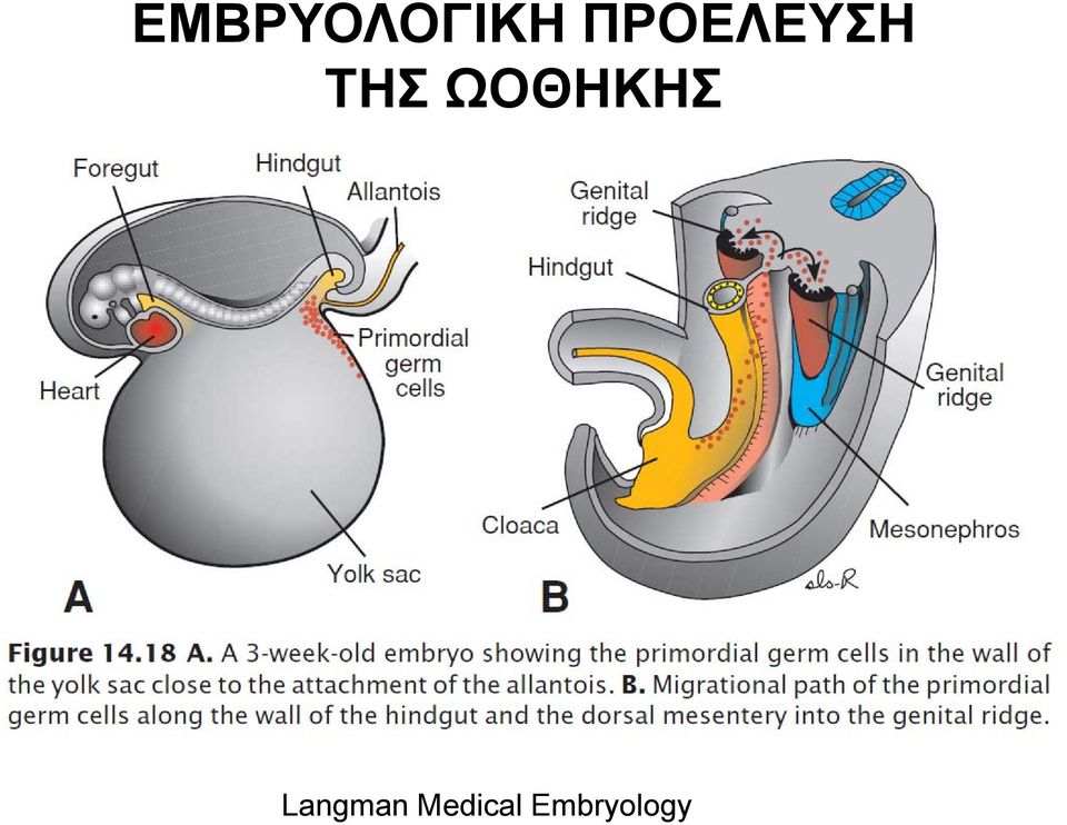 ΩΟΘΗΚΗΣ Langman