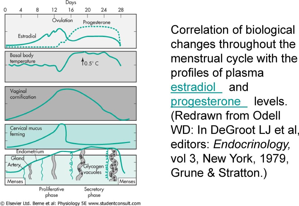 progesterone levels.