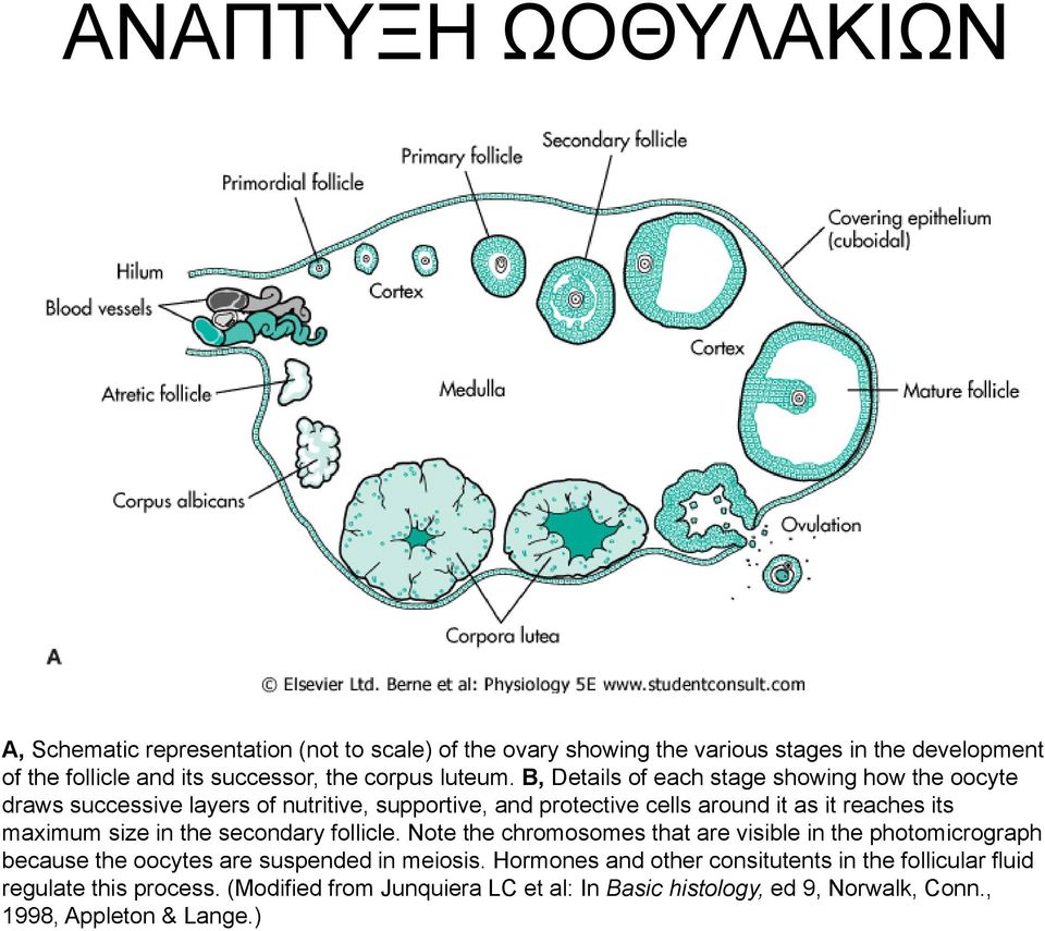 B, Details of each stage showing how the oocyte draws successive layers of nutritive, supportive, and protective cells around it as it reaches its maximum size in