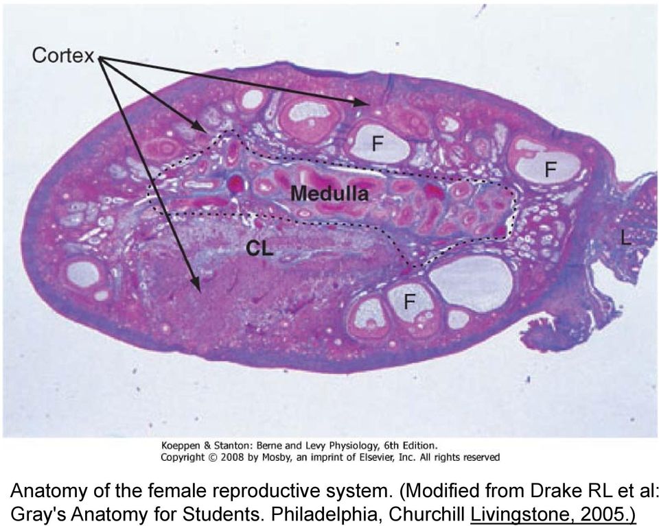(Modified from Drake RL et al: