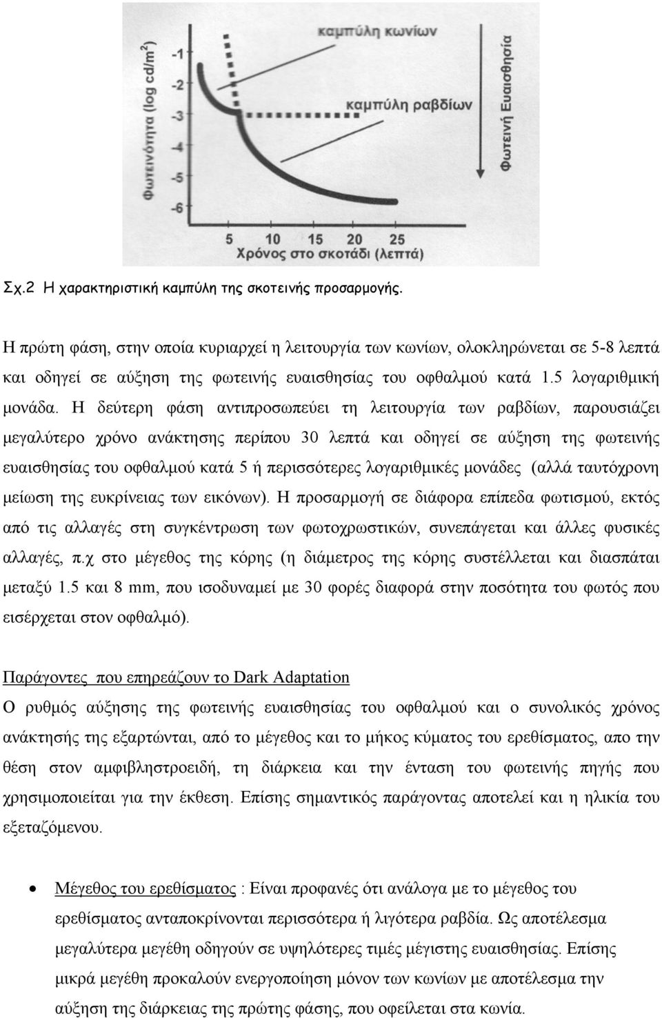 Η δεύτερη φάση αντιπροσωπεύει τη λειτουργία των ραβδίων, παρουσιάζει µεγαλύτερο χρόνο ανάκτησης περίπου 30 λεπτά και οδηγεί σε αύξηση της φωτεινής ευαισθησίας του οφθαλµού κατά 5 ή περισσότερες