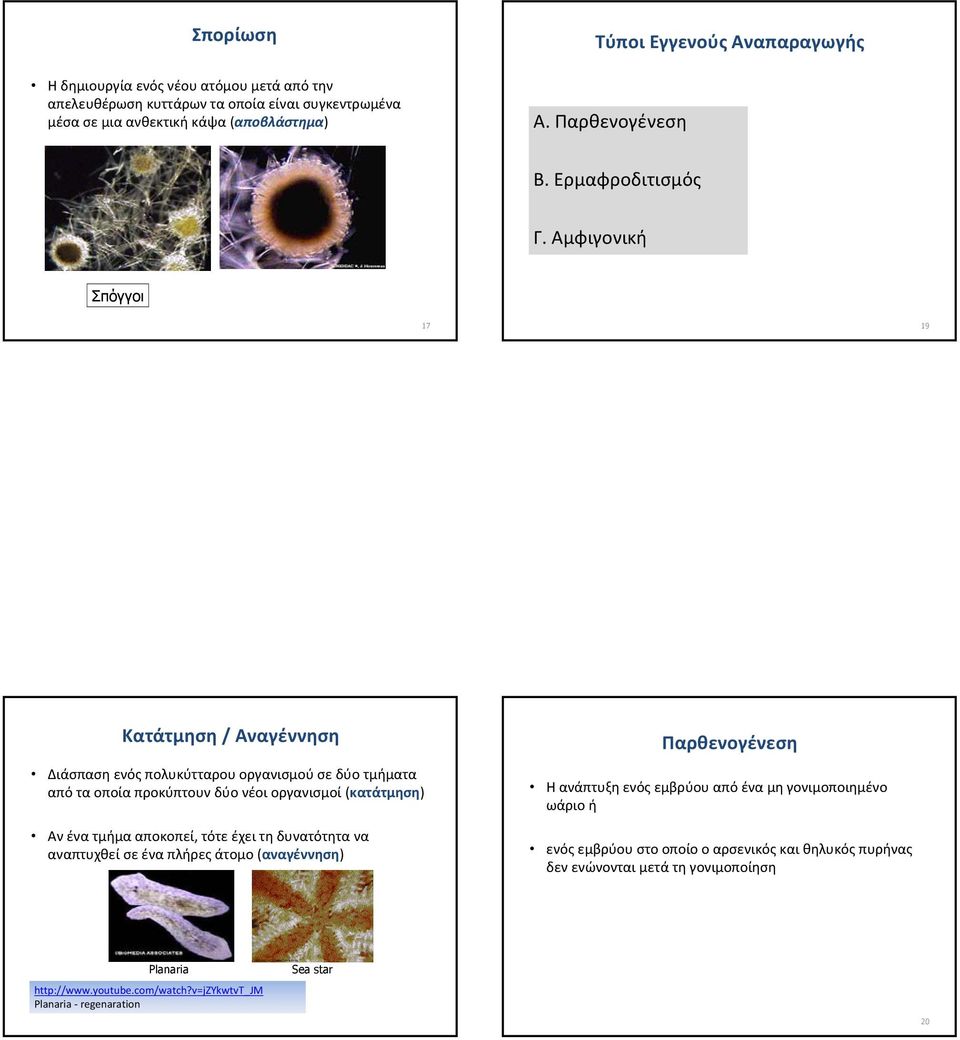Αμφιγονική Σπόγγοι 17 19 Κατάτμηση / Αναγέννηση Διάσπαση ενός πολυκύτταρου οργανισμού σε δύο τμήματα από τα οποία προκύπτουν δύο νέοι οργανισμοί (κατάτμηση) Αν ένα τμήμα