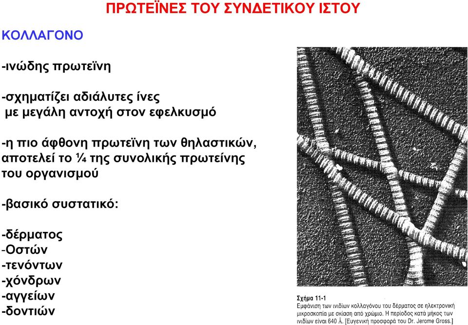 των θηλαστικών, αποτελεί το ¼ της συνολικής πρωτείνης του οργανισμού