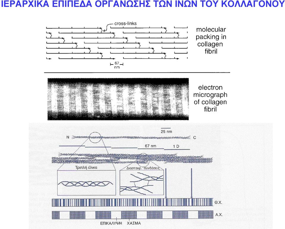 ΟΡΓΑΝΩΣΗΣ