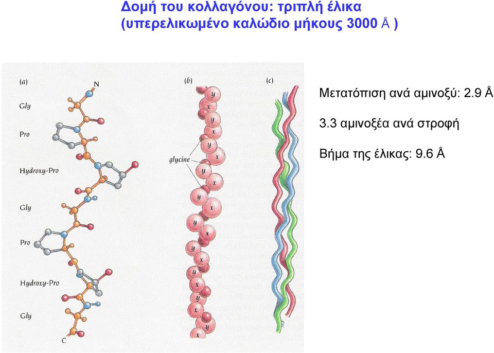 ) Μετατόπιση ανά αμινοξύ: 2.9 Å 3.