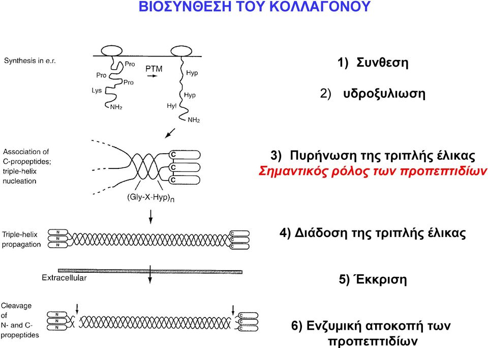 Σημαντικός ρόλος των προπεπτιδίων 4) Διάδοση της