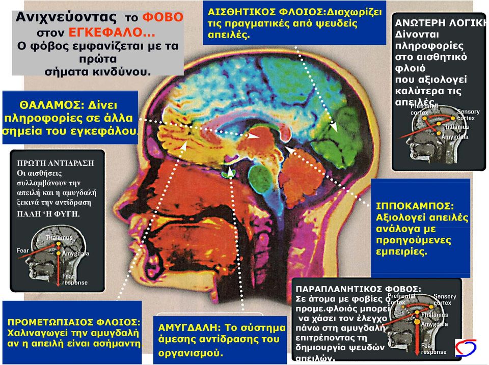 ΠΡΩΤΗ ΑΝΤΙΔΡΑΣΗ Οι αισθήσεις συλλαμβάνουν την απειλή και η αμυγδαλή ξεκινά την αντίδραση ΠΑΛΗ Η ΦΥΓΗ. ΙΠΠΟΚΑΜΠΟΣ: Αξιολογεί απειλές ανάλογα με προηγούμενες εμπειρίες.