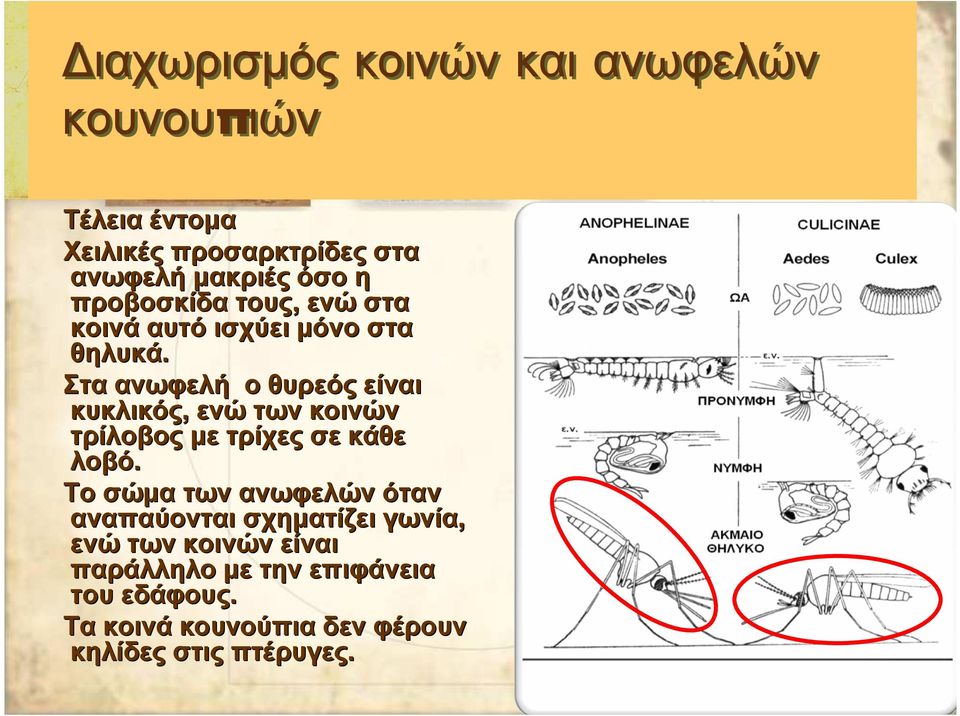 Στα ανωφελή ο θυρεός είναι κυκλικός, ενώ των κοινών τρίλοβος µε τρίχες σε κάθε λοβό.