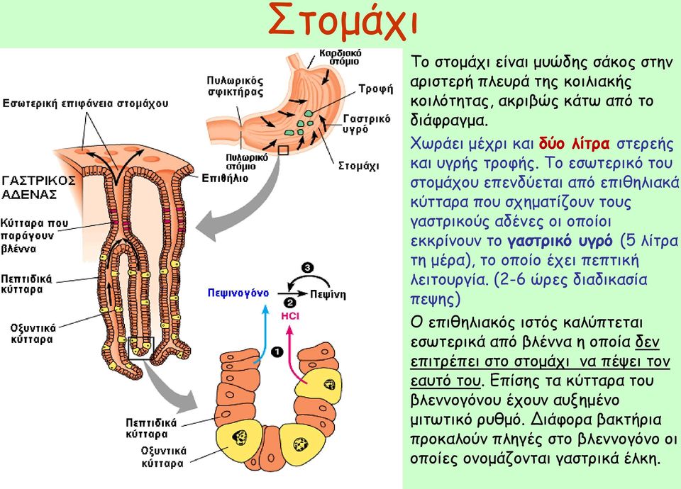 Το εσωτερικό του στομάχου επενδύεται από επιθηλιακά κύτταρα που σχηματίζουν τους γαστρικούς αδένες οι οποίοι εκκρίνουν το γαστρικό υγρό (5 λίτρα τη μέρα), το