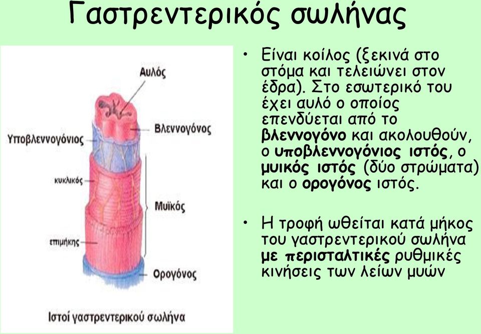 υποβλεννογόνιος ιστός, ο μυικός ιστός (δύο στρώματα) και ο ορογόνος ιστός.