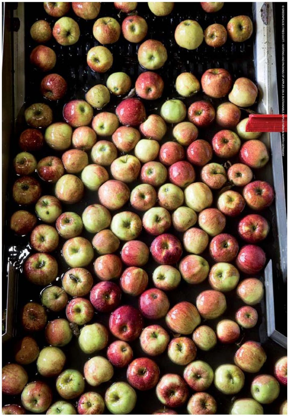 APPLES ON A SUSTAINABLE