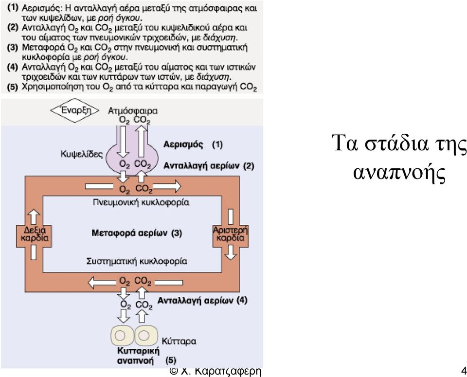 αναπνοής