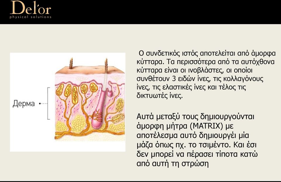 τις κολλαγόνους ίνες, τις ελαστικές ίνες και τέλος τις δικτυωτές ίνες.