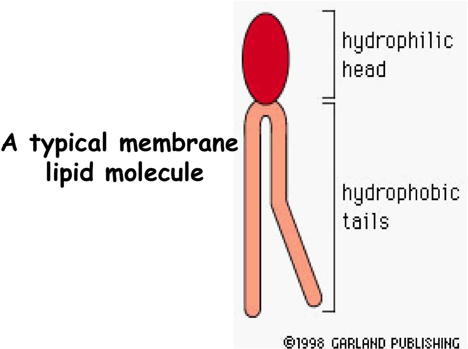 lipid