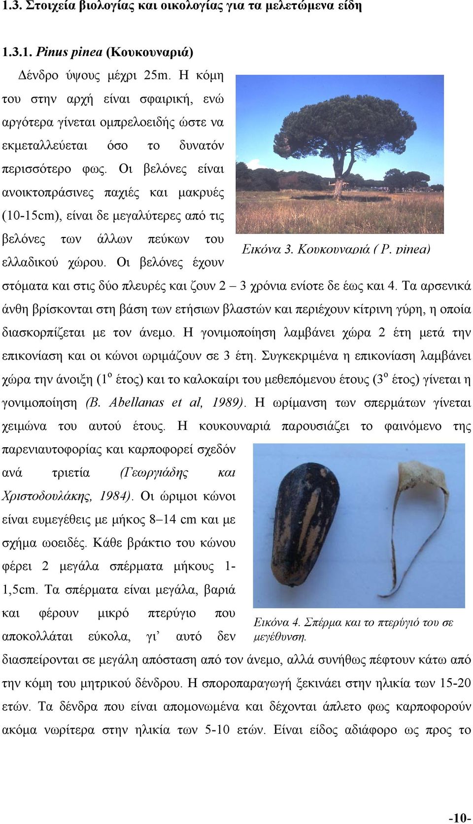 Οι βελόνες είναι ανοικτοπράσινες παχιές και μακρυές (10-15cm), είναι δε μεγαλύτερες από τις βελόνες των άλλων πεύκων του Εικόνα 3. Κουκουναριά ( P. pinea) ελλαδικού χώρου.