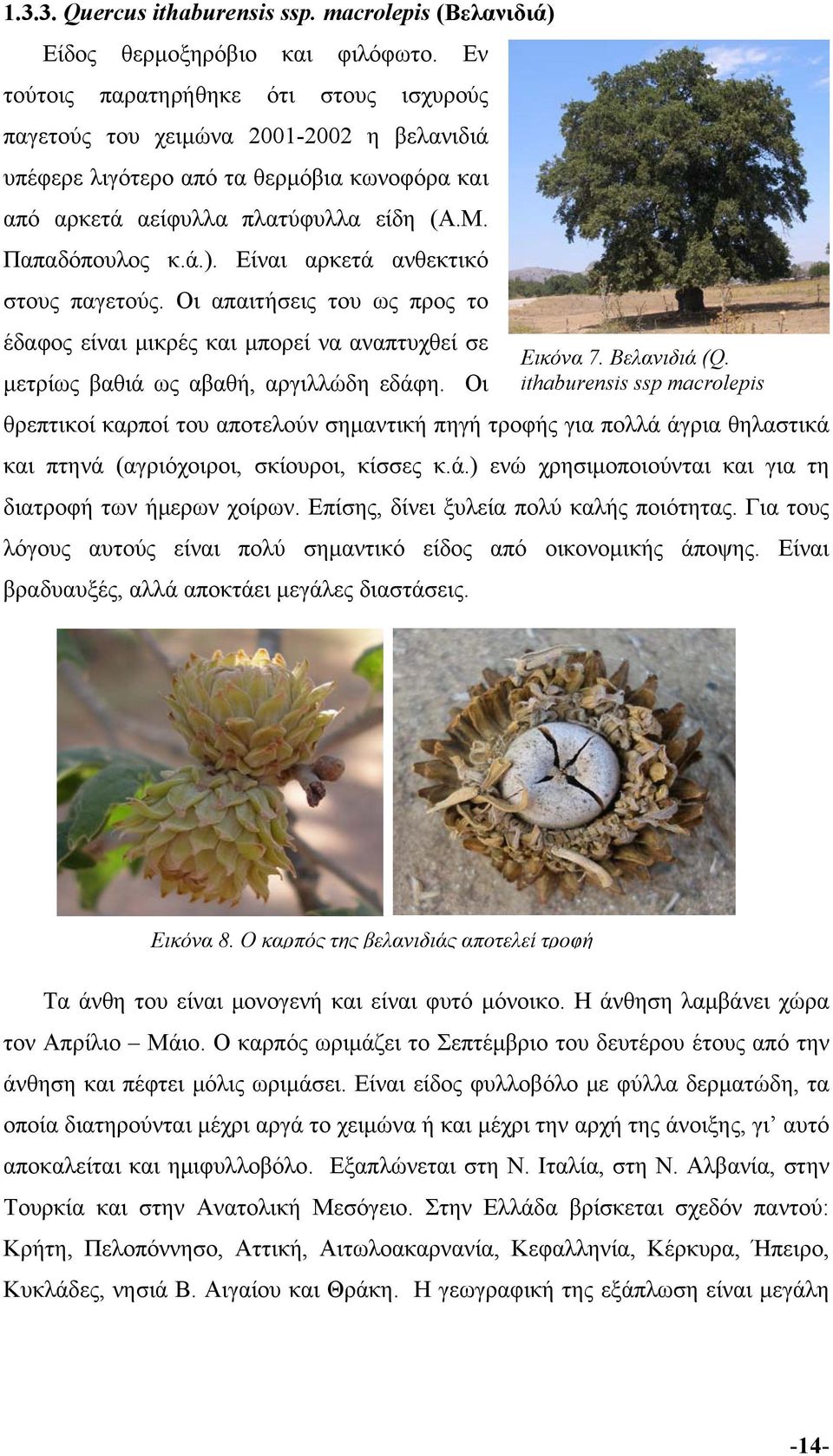 Είναι αρκετά ανθεκτικό στους παγετούς. Οι απαιτήσεις του ως προς το έδαφος είναι μικρές και μπορεί να αναπτυχθεί σε Εικόνα 7. Bελανιδιά (Q. μετρίως βαθιά ως αβαθή, αργιλλώδη εδάφη.