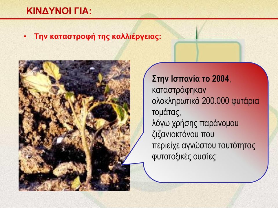 000 φυτάρια τομάτας, λόγω χρήσης παράνομου