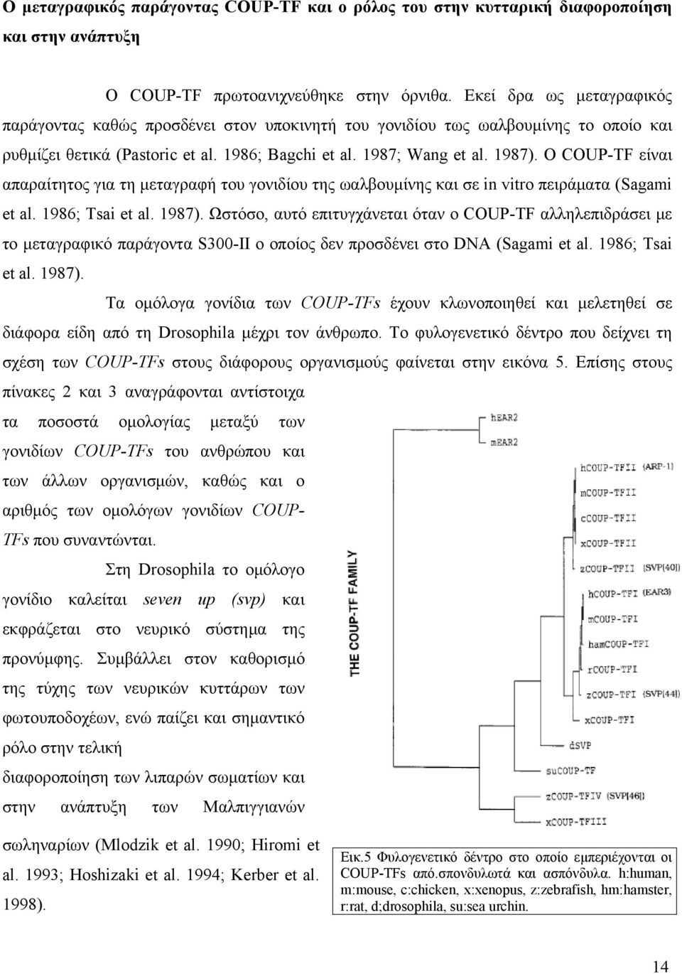 O COUP-TF είναι απαραίτητος για τη μεταγραφή του γονιδίου της ωαλβουμίνης και σε in vitro πειράματα (Sagami et al. 1986; Tsai et al. 1987).