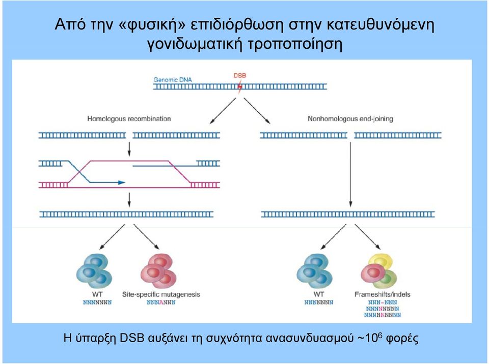 τροποποίηση Η ύπαρξη DSB αυξάνει