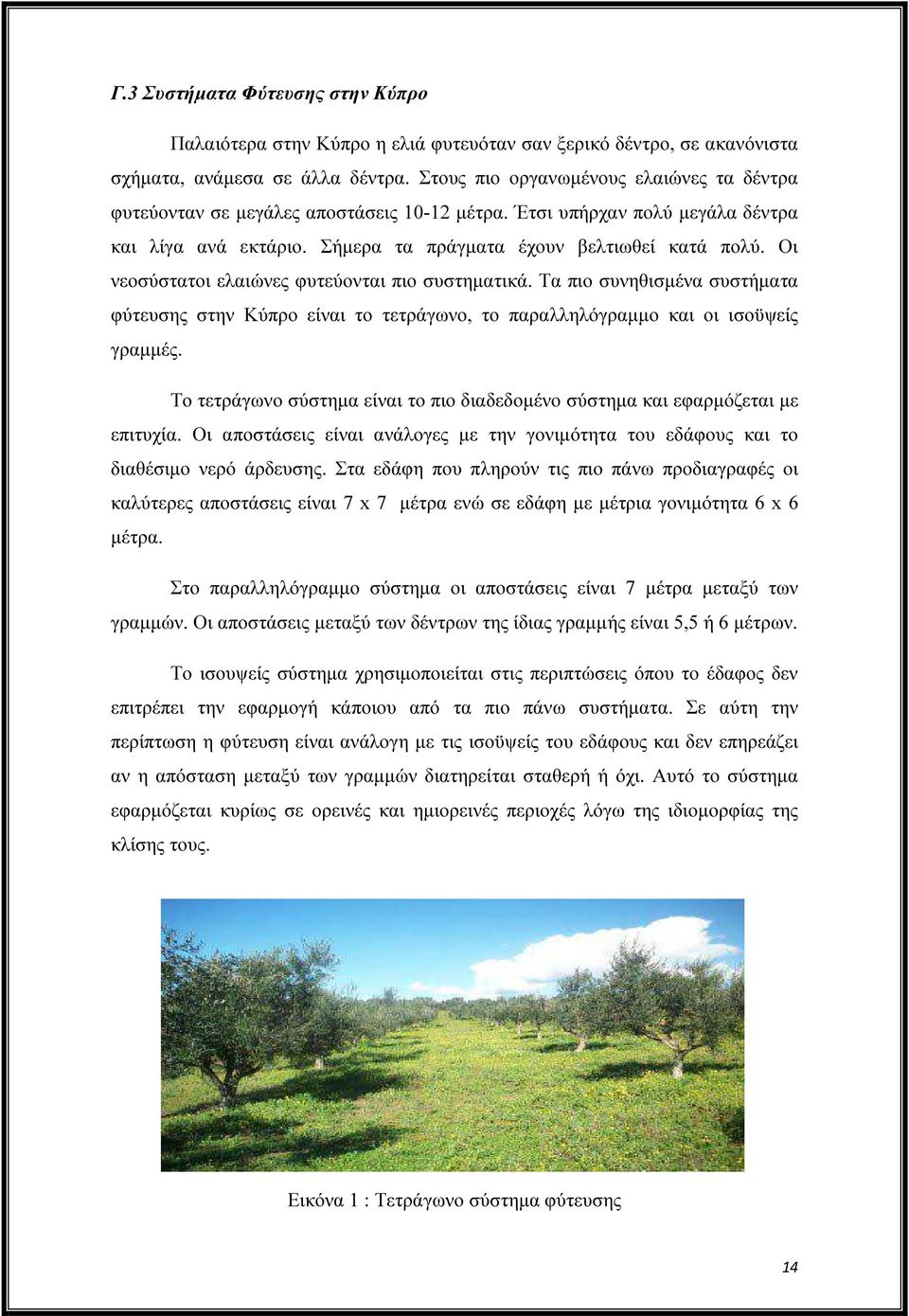 Οι νεοσύστατοι ελαιώνες φυτεύονται πιο συστηµατικά. Τα πιο συνηθισµένα συστήµατα φύτευσης στην Κύπρο είναι το τετράγωνο, το παραλληλόγραµµο και οι ισοϋψείς γραµµές.