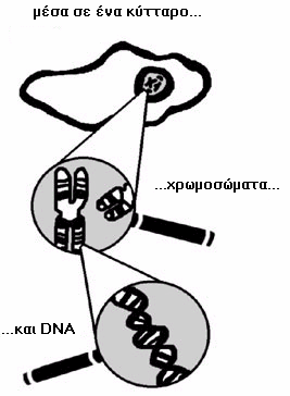 ΕΠΙΠΤΩΣΕΙΣ ΜΕΤΑΛΛΑΞΕΩΝ ΕΥΘΥΝΟΝΤΑΙ ΓΙΑ ΤΗ ΗΜΙΟΥΡΓΙΑ ΓΕΝΕΤΙΚΗΣ ΠΟΙΚΙΛΟΤΗΤΑΣ ΣΤΟΝ ΠΛΗΘΥΣΜΟ
