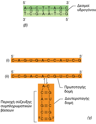 DNA ΚΑΙ RNA (2) Εικόνα 3.11: (Β) Απλουστευμένο σχήμα της δομής του DNA, όπου απεικονίζονται μόνον οι αζωτούχες Βάσεις.