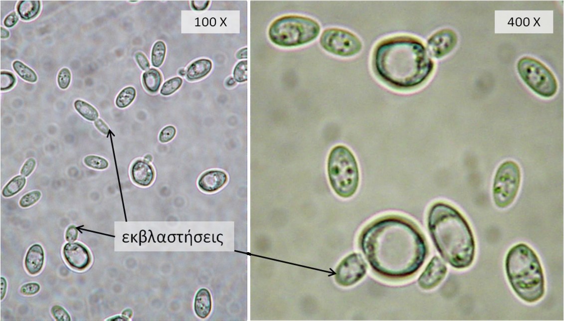 Saccharomyces cerevisiae), καθώς φέρουν σε πέρας την αλκοολική ζύμωση, δηλαδή, τη βασική βιοχημική αντίδραση κατά την παραγωγή οινοπνεύματος (κρασί, μπύρα κ.λπ.). Κατά την αλκοολική ζύμωση παράγεται επίσης CO 2, εξαιτίας του οποίου παρατηρείται το «φούσκωμα» του ψωμιού.