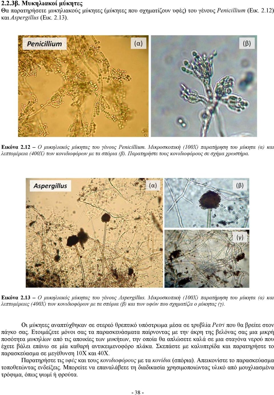 Παρατηρήστε τους κονιδιοφόρους σε σχήμα χρωστήρα. Εικόνα 2.13 Ο μυκηλιακός μύκητας του γένους Aspergillus.