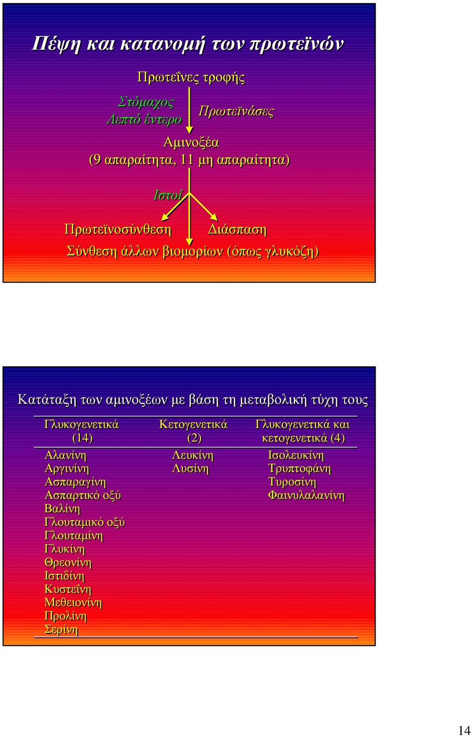 Γλυκογενετικά Κετογενετικά Γλυκογενετικά και (14) (2) κετογενετικά (4) Αλανίνη Λευκίνη Ισολευκίνη Αργινίνη Λυσίνη Τρυπτοφάνη