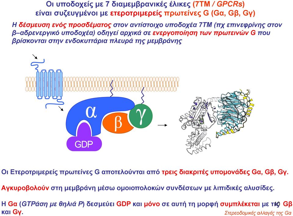 πλευρά της μεμβράνης Οι Eτεροτριμερείς πρωτείνες G αποτελούνται από τρεις διακριτές υπομονάδες Gα, Gβ, Gγ.