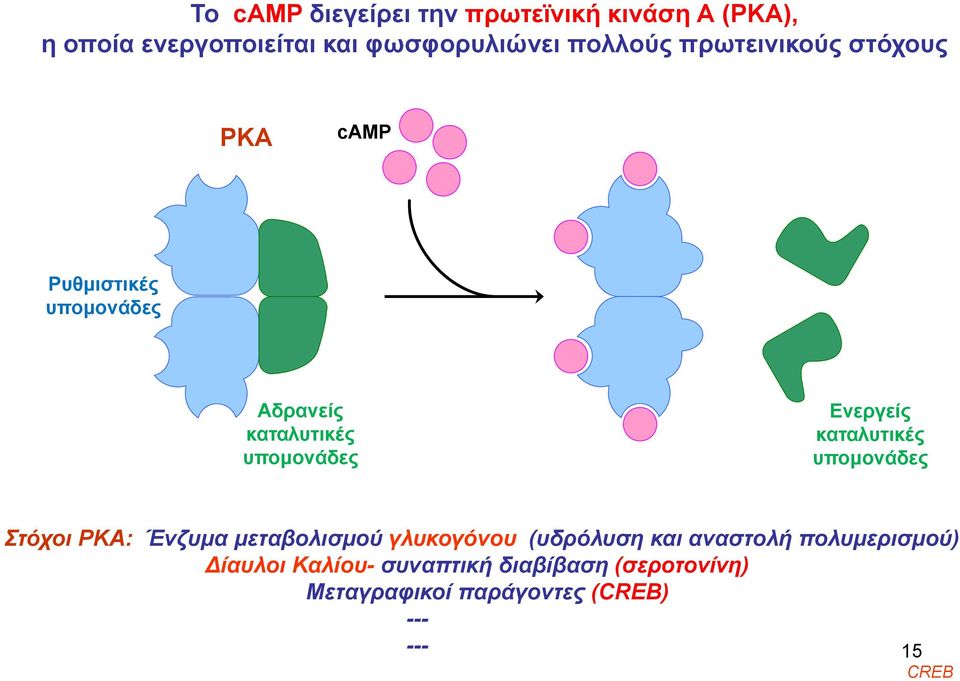 καταλυτικές υπομονάδες Στόχοι PKA: Ένζυμα μεταβολισμού γλυκογόνου (υδρόλυση και αναστολή
