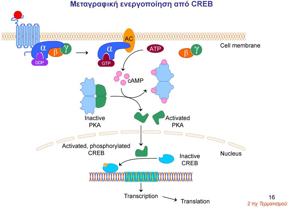 Activated, phosphorylated CREB Inactive CREB