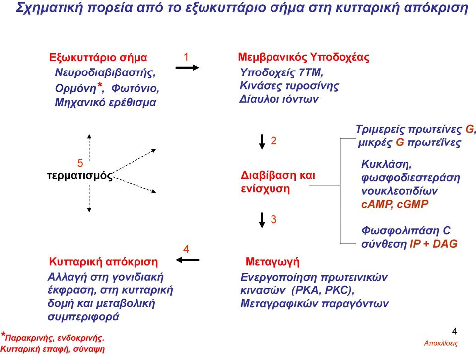 γονιδιακή έκφραση, στη κυτταρική δομή και μεταβολική συμπεριφορά *Παρακρινής, ενδοκρινής.