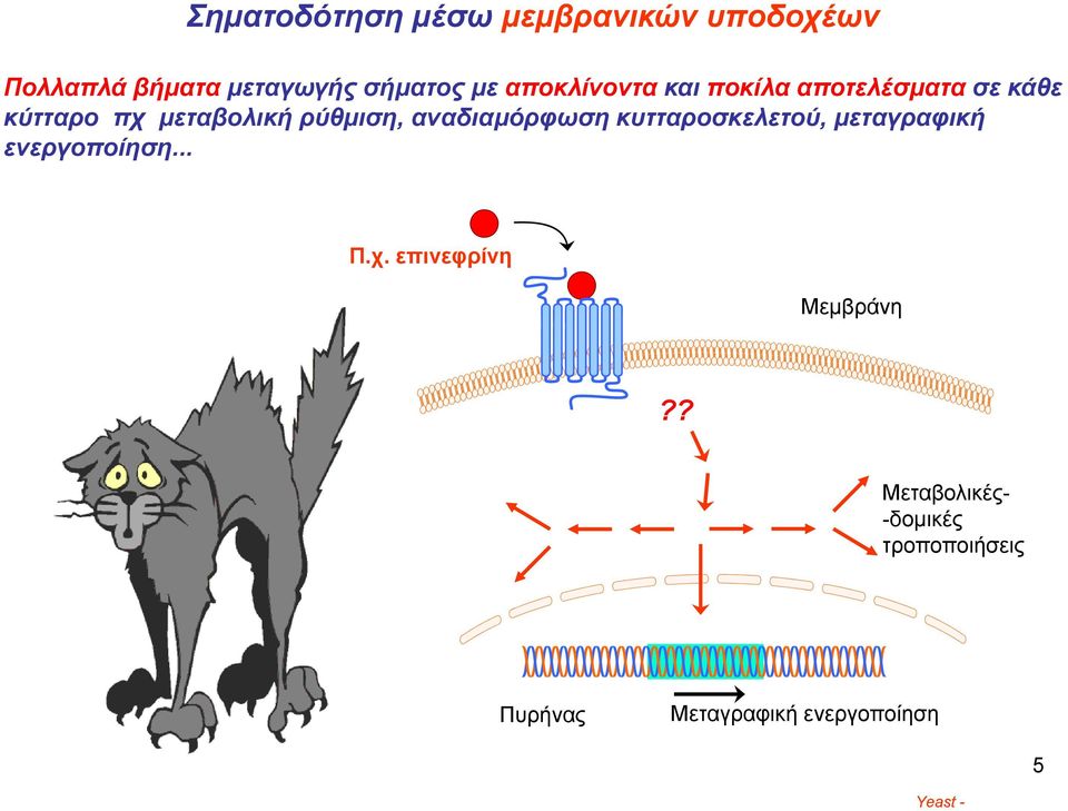 αναδιαμόρφωση κυτταροσκελετού, μεταγραφική ενεργοποίηση... Π.χ.