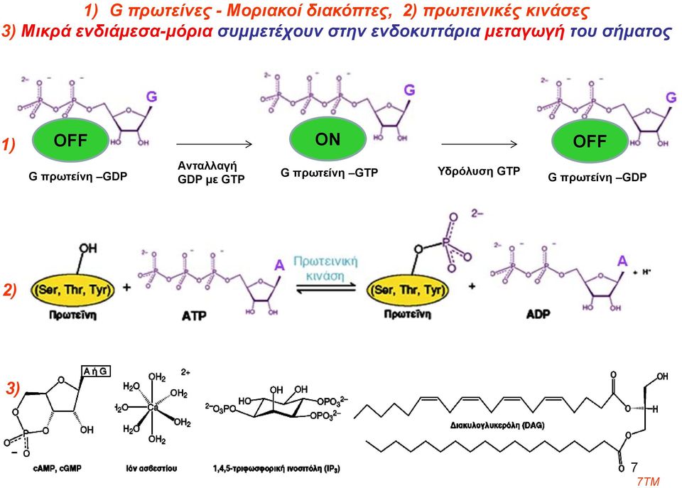 μεταγωγή του σήματος 1) ΟFF ON ΟFF G πρωτείνη GDP Aνταλλαγή
