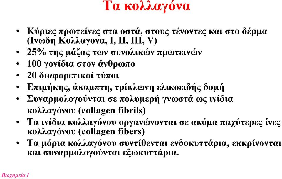 Συναρµολογούνται σε πολυµερή γνωστά ως ινίδια κολλαγόνου (collagen fibrils) Τα ινίδια κολλαγόνου οργανώνονται σε ακόµα