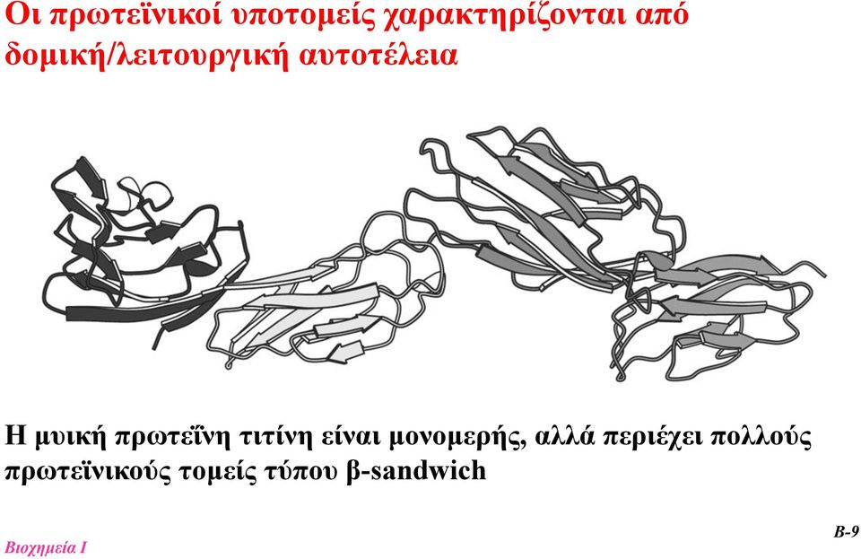 πρωτεΐνη τιτίνη είναι μονομερής, αλλά