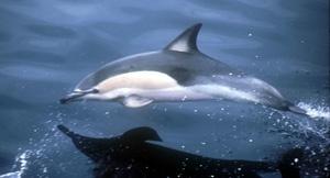 Θαλάσσια θηλαστικά Θερμορύθμιση: Βασικές διαφορές από άλλα ζώα της θάλασσας: 1. Κατανάλωση ατμοσφαιρικού οξυγόνου 2.