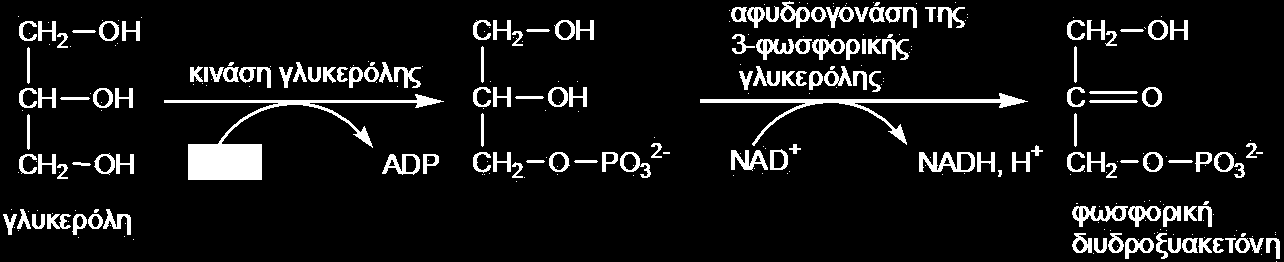 Στο πρώτο στάδιο πραγματοποιείται καθήλωση CO 2. Το CO 2 αντιδρά με μία πεντόζη την 1,5-διφωσφορική ριβουλόζη και δίνει τριόζη το 3-φωσφογλυκερικό.