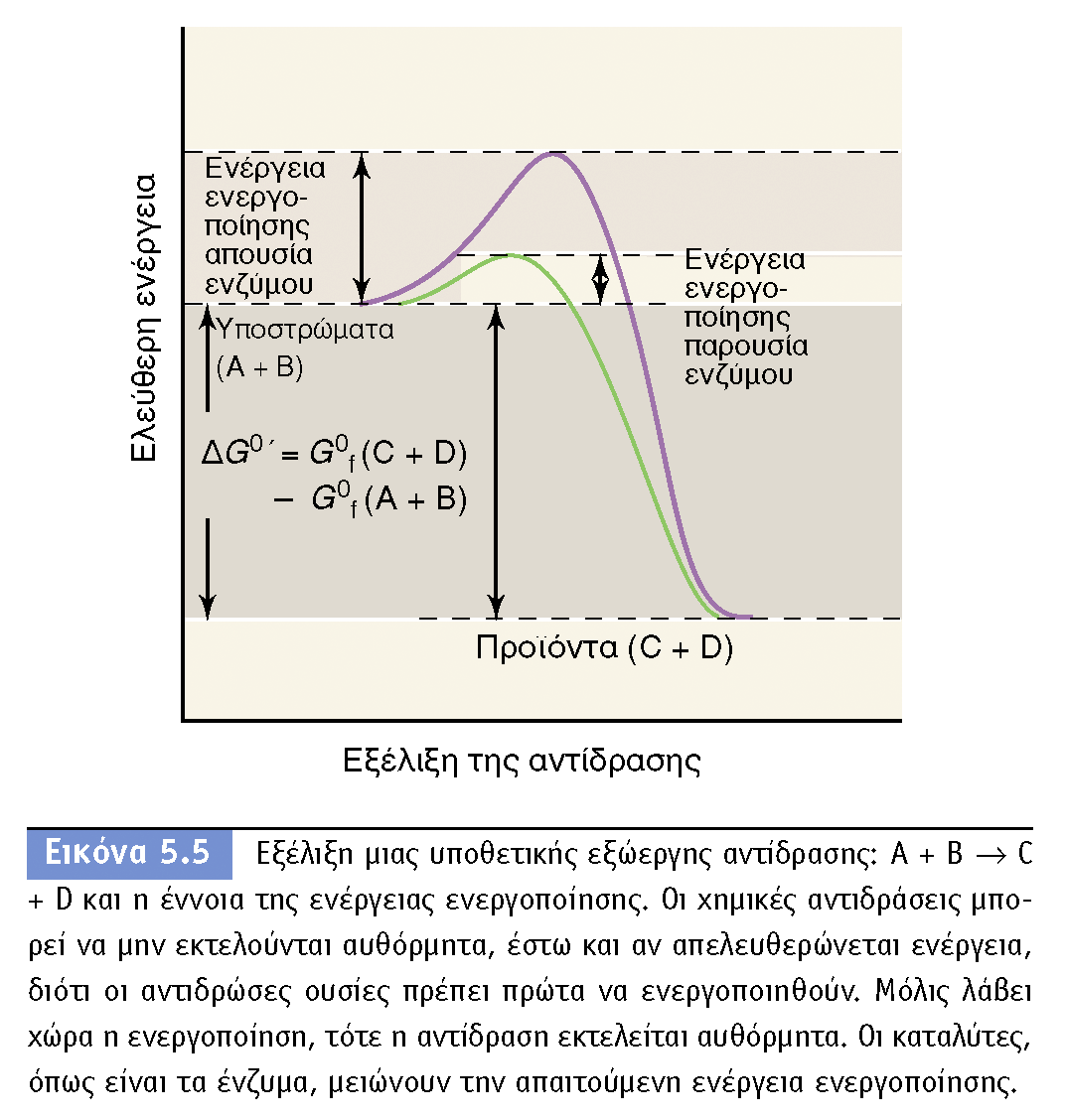 BIOΛOΓIA TΩN MIKPOOPΓANIΣMΩN