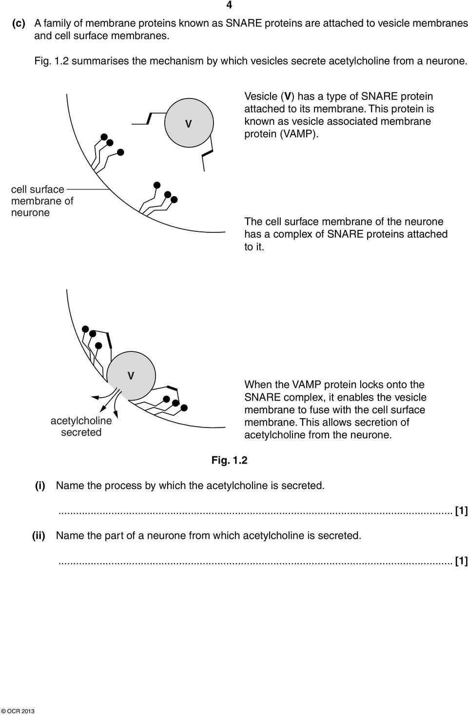 This protein is known as vesicle associated membrane protein (VAMP). cell surface membrane of neurone The cell surface membrane of the neurone has a complex of SNARE proteins attached to it.