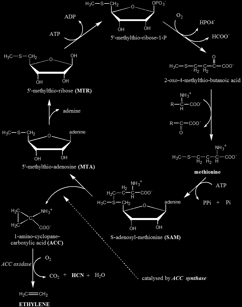 Βιοσύνθεση αιθυλενίου (β) Τα κυανιούχα ιόντα: ρυθμίζουν την βιοσύνθεση του αιθυλενίου.