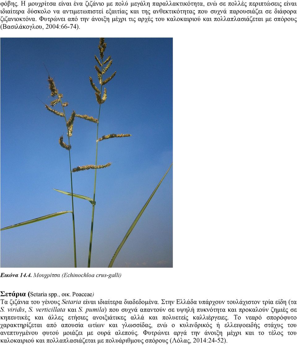 ζιζανιοκτόνα. Φυτρώνει από την άνοιξη µέχρι τις αρχές του καλοκαιριού και πολλαπλασιάζεται µε σπόρους (Βασιλάκογλου, 2004:66-74). Εικόνα 14.4. Μουχρίτσα (Echinochloa crus-galli) Σετάρια (Setaria spp.