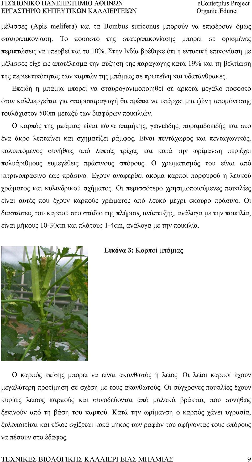 Επειδή η μπάμια μπορεί να σταυρογονιμοποιηθεί σε αρκετά μεγάλο ποσοστό όταν καλλιεργείται για σποροπαραγωγή θα πρέπει να υπάρχει μια ζώνη απομόνωσης τουλάχιστον 500m μεταξύ των διαφόρων ποικιλιών.