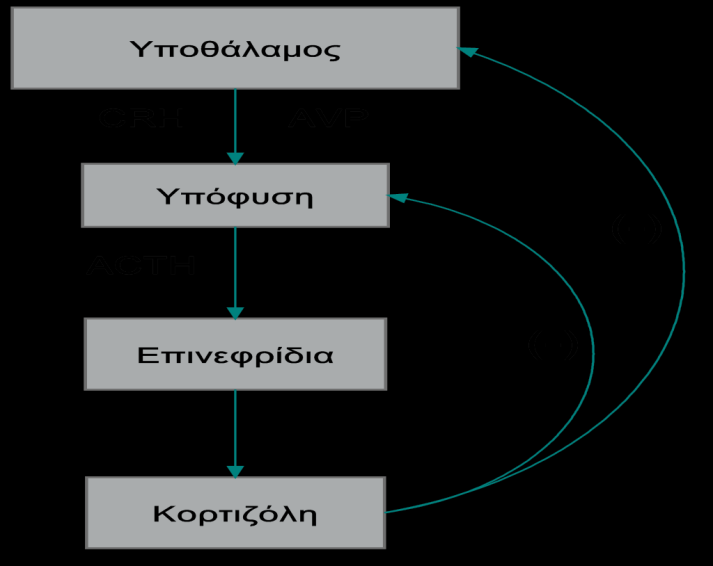 Διάγραμμα 5.2 Σύστημα αρνητικής παλίνδρομης ρύθμισης ACTH-γλυκοκορτικοειδών.