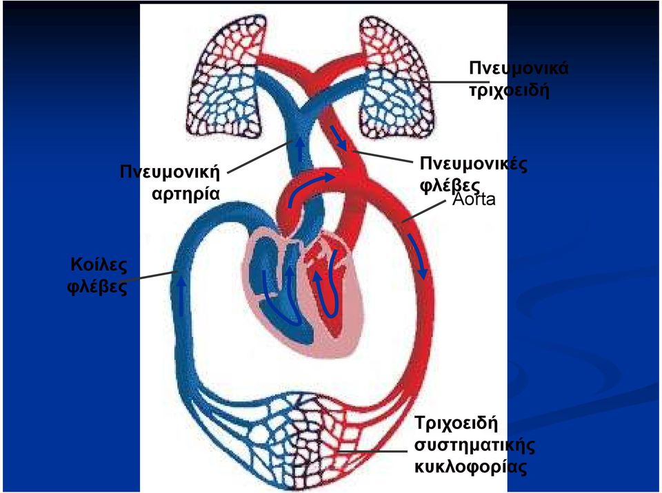 Πνευμονικές φλέβες Aorta
