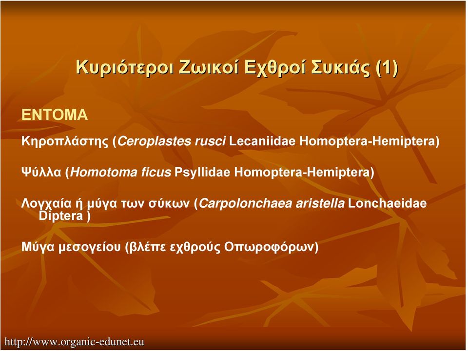 Psyllidae Homoptera-Hemiptera) Λογχαία ή μύγα των σύκων